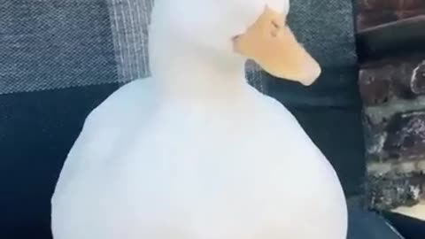 Touch here for cute quack