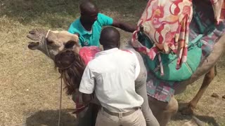 Camel With Gas Problem Not Feeling It