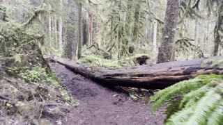 Shoreline Hiking of Salmon River – Mount Hood – 4K