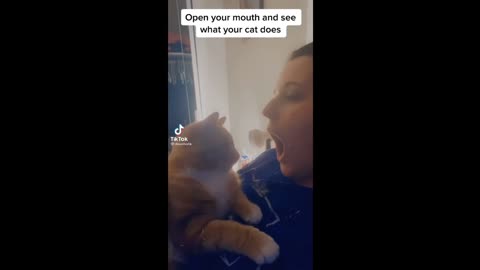 Tiktok Cat Compilation - Open Your Mouth and See What Your Cat Does