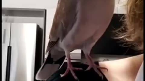 Cute bird 🐦 trending video