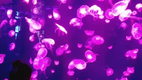 Beautiful jellyfishs