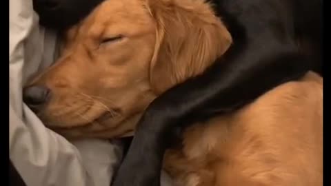 Puppy and dog are best friends and they huging each other..