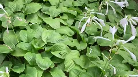 Lots of white flowers