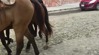 Beautiful horses Puerto Vallarta