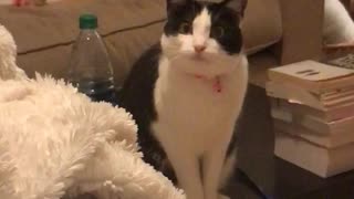 Kitty talks with owner