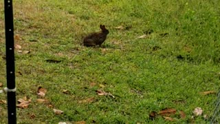 Morning bunny visit