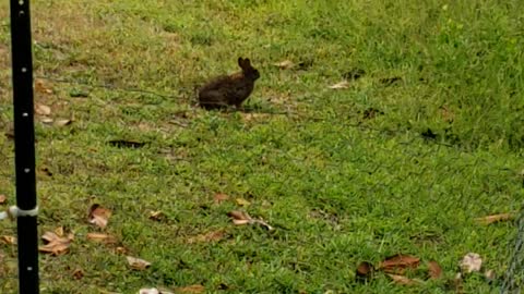 Morning bunny visit