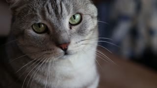 Adorable Silver Mom Cat Standing On Desk With Kitties