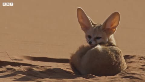 World's Smallest Wild Dog | Dogs in the Wild: Meet The Family | BBC Earth