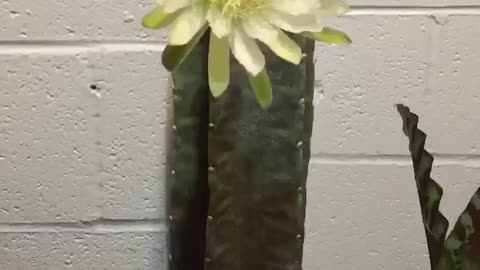 Cactus bloom !