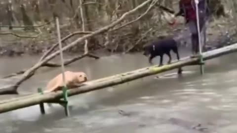 Paw-some Balancing Act: Dogs Conquer High-Wire Adventure Over River!