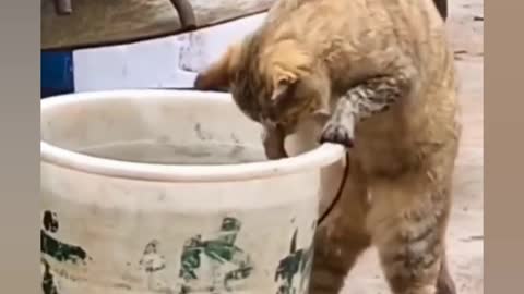 Cat trying to catch fish