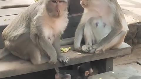 Monkey small family