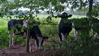 Cows making new friends #4