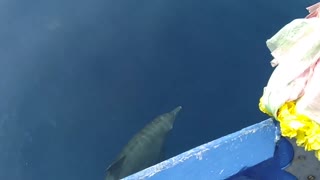 Friendly Dolphin Pod Swim Alongside Boat