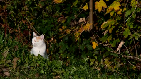 Domestic cat enjoying in outdoor