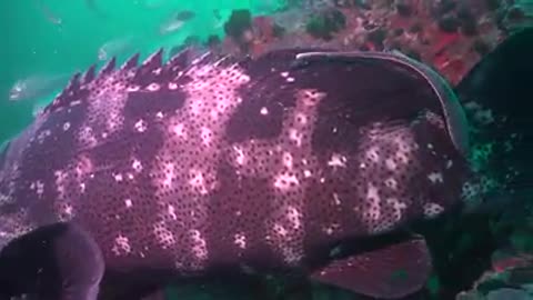 Big Black grouper rare underwater life