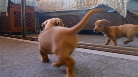 funny dog seeing himself on the mirror