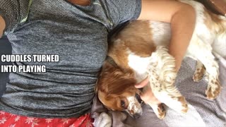 A Day With A Cavalier Named Dids ...