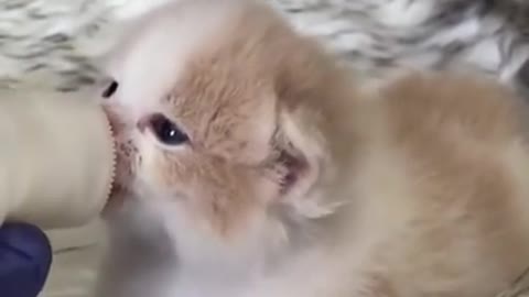 Funny cat videos | cute cat videos | cute animals | funny cats