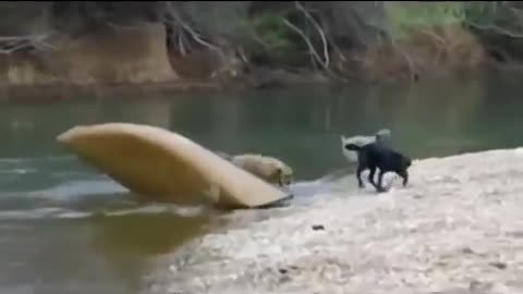 Brave dog breed labrador rescues two friends