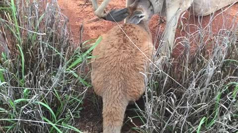 It's a Bouncy Baby Boy Kangaroo