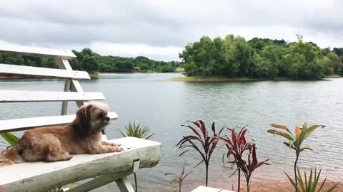 Dog enjoying the view of the lake