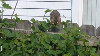 Squirrel eats his Veggies