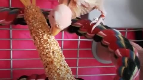 Naked Bird Loves To 'Fly' Around Her Living Room - COCO | The Dodo