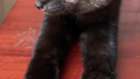 ferret why are you lying on the table?