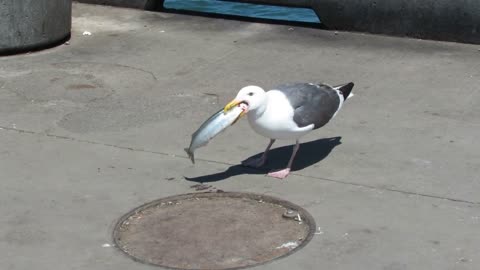 Seagull Swallows A Whole Fish Within Seconds