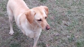 Zuja in dog park