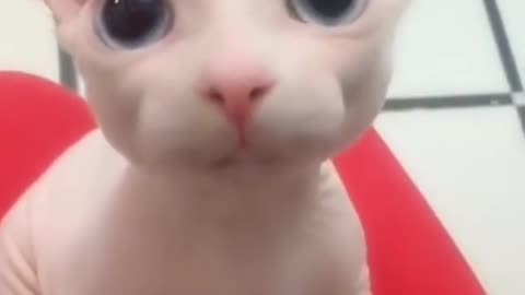 Adorable Sphynx!