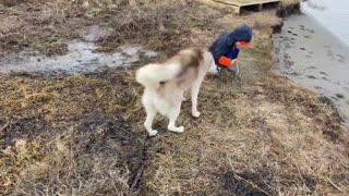beautiful husky dog wanting to play with little boy little boy doesn't want to play
