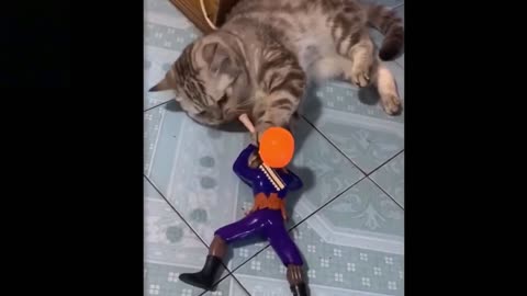 funny cat fight with a solder that make you laugh