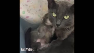 A cat embraces her children in a manner of magnificence