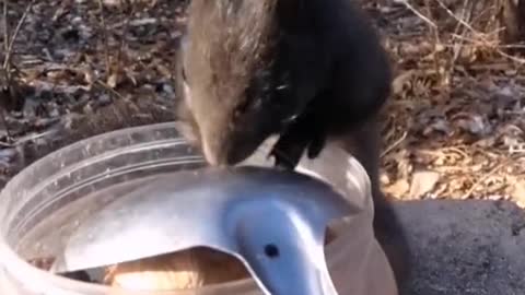Squrrel fight for eat fruits