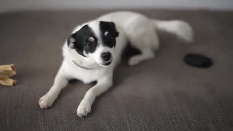 Dog's reaction of video capturing