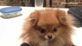 Owner brushing tan dogs hair consistently