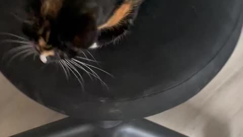 Spinning Cat