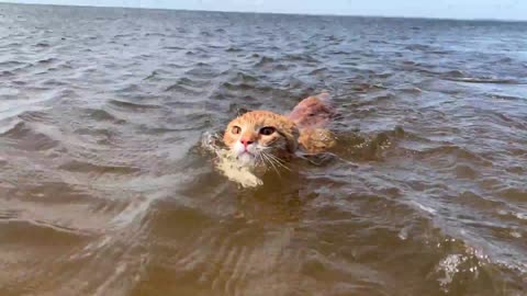Marlin, the orange tabby CAT, LOVES swimming in water :) Watch him cruise around the Pamlico Sound!