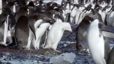 Frozen Planet: Driven Mad By Penguins