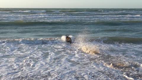 Dog for sea 😍 😍