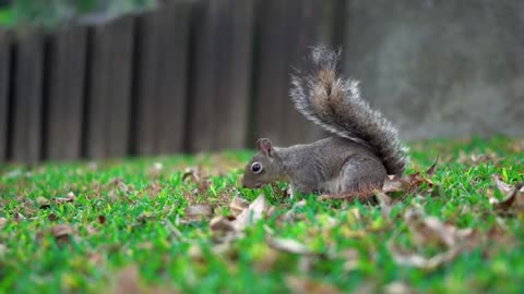 Squirrel eating in the wild