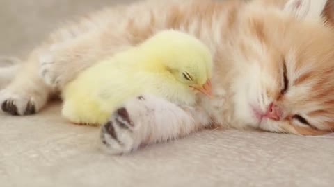 Kitten sleeps sweetly with the chicken 🐥🐱