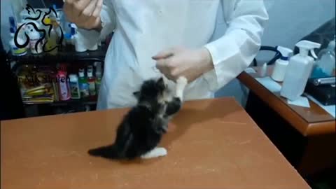 Tiny angry cat at vet clinic, so cute