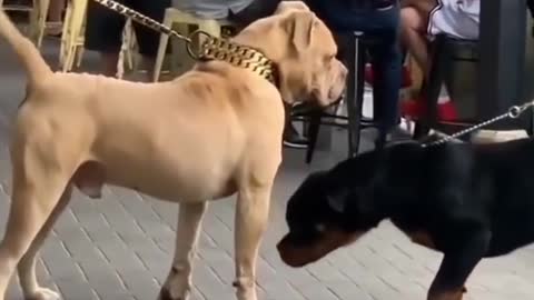 pitbull vs Rottweiler dog #shorts video