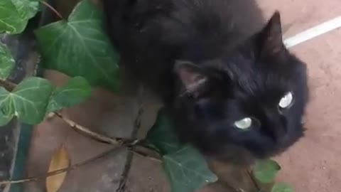 Funny cat comes when i whistle