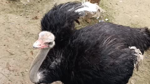 foraging ostrich